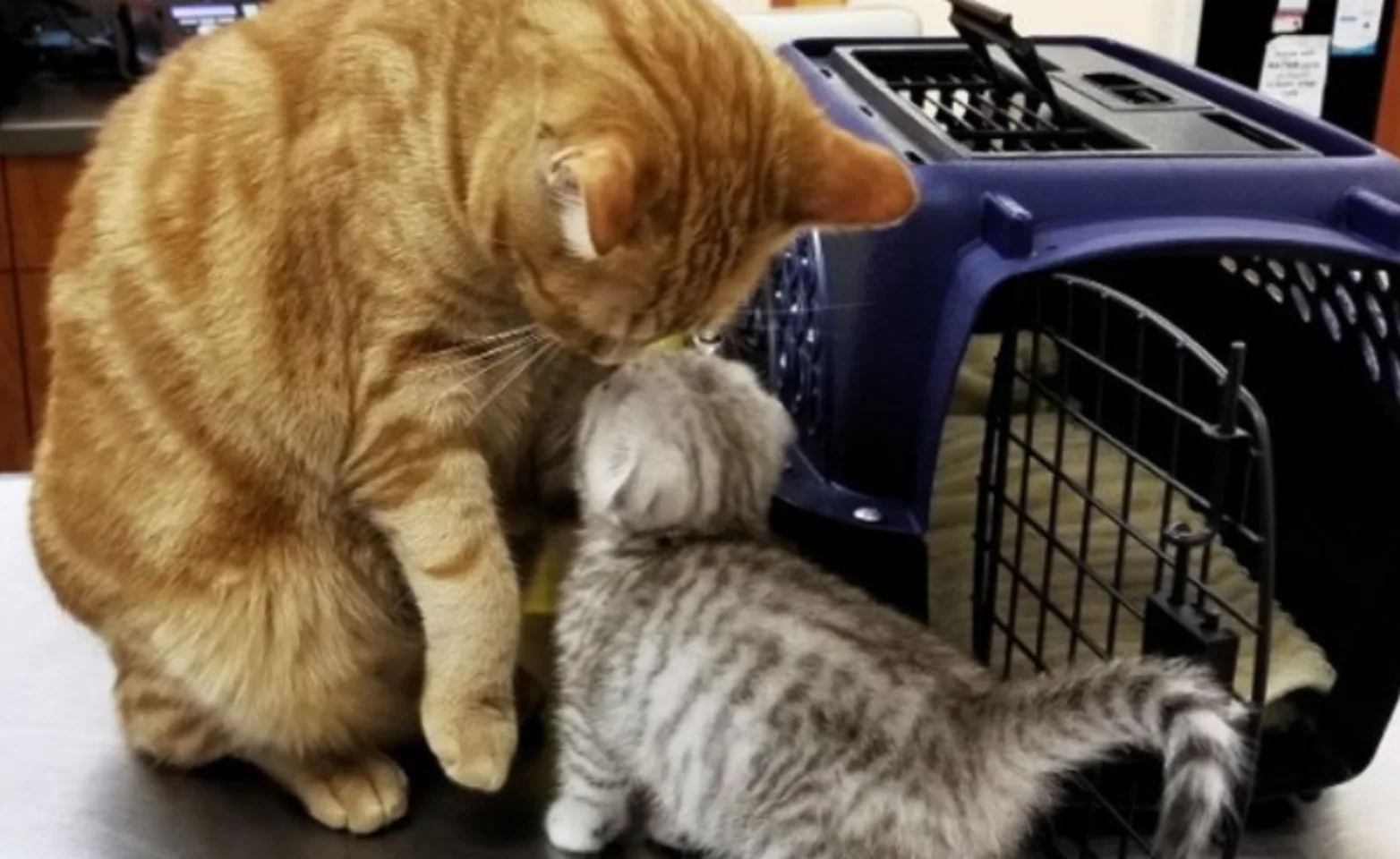 Cat and kitten touching heads